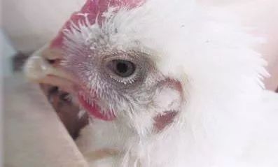 鸡病判断法,鸡的常见疾病及临床表现