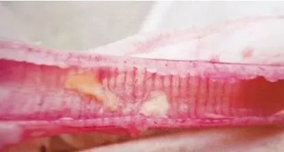 鸡病判断法,鸡的常见疾病及临床表现