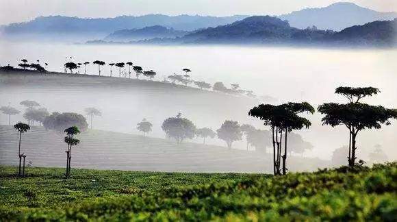 大渡岗茶,大渡岗千年古树茶