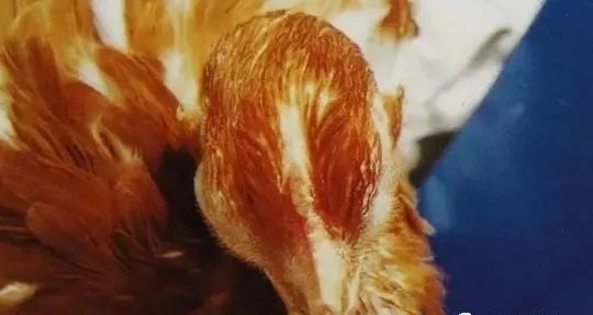 鸡病判断法,鸡的常见疾病及临床表现