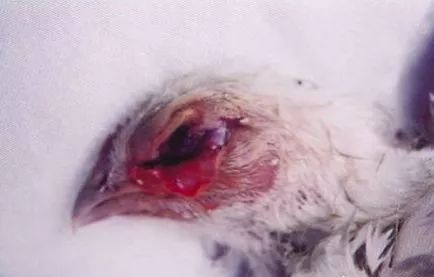 鸡病判断法,鸡的常见疾病及临床表现