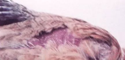 鸡病判断法,鸡的常见疾病及临床表现