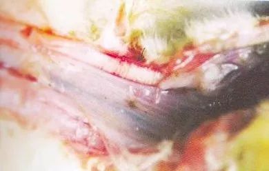 鸡病判断法,鸡的常见疾病及临床表现