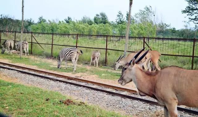 秦皇岛黄金海岸骑行,河北秦皇岛清明假期周边骑行