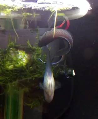 血脉奋“斗”历程--国斗繁殖实录（1）生命的起源