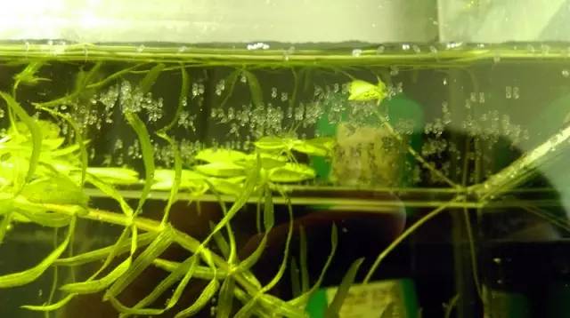 血脉奋“斗”历程--国斗繁殖实录（1）生命的起源