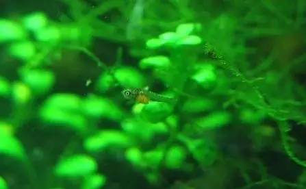 血脉奋“斗”历程--国斗繁殖实录（1）生命的起源