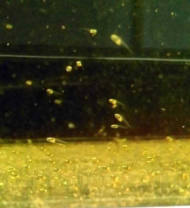 血脉奋“斗”历程--国斗繁殖实录（1）生命的起源