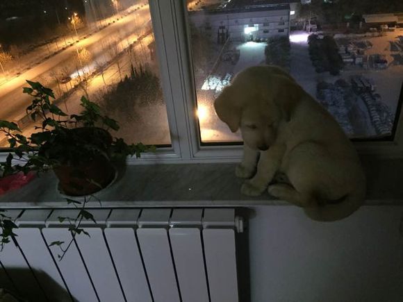 《一万个宠你的方法》爱宠知多少?第六期:拉布拉多