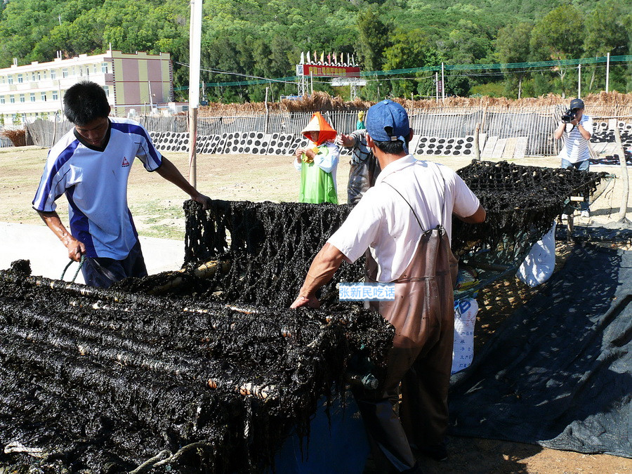 紫菜堪称海藻之王，但潮汕人为什么要说“浪险过打紫菜”呢？