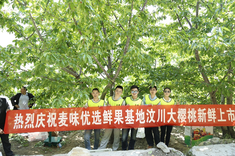 汶川种的是车厘子还是樱桃,汶川和汉源的车厘子有什么区别