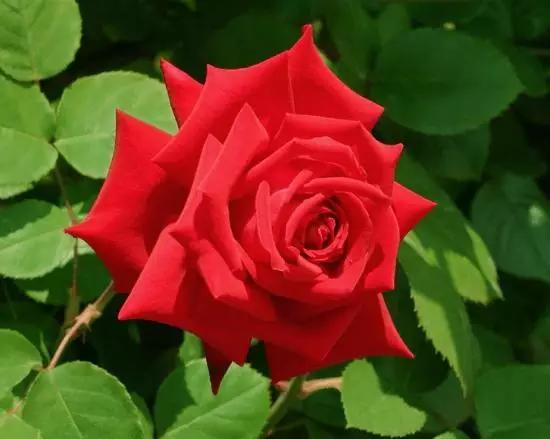 玫瑰蔷薇月季哪个好看,蔷薇月季玫瑰区别是什么