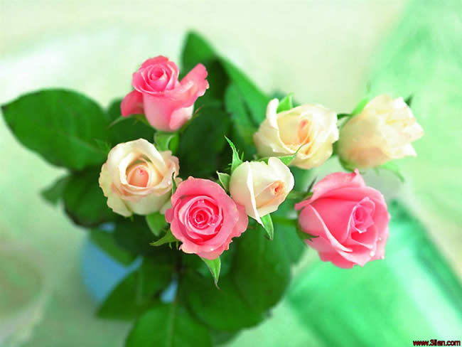 大马士革玫瑰和保加利亚玫瑰 (大马士革玫瑰和平阴玫瑰有啥区别)