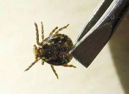 夺命蜱虫一般出现在哪里,夺命蜱虫一般出现在哪个地方