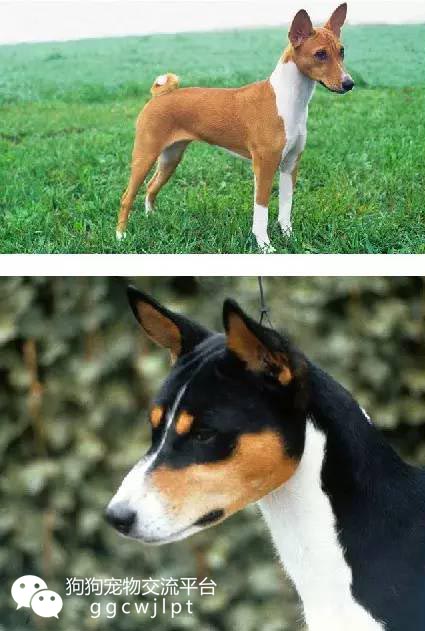 狗狗耳朵什么样可以立起来,狗狗耳朵分析图解