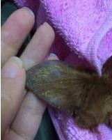 在家轻轻松松把狗狗的螨虫治掉你学会了吗？