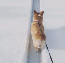 柯基屁屁脏了怎么办,柯基屁屁毛少怎么办