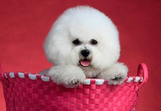 有什么办法有效的解决比熊的泪痕,解决比熊泪痕的秘诀是什么