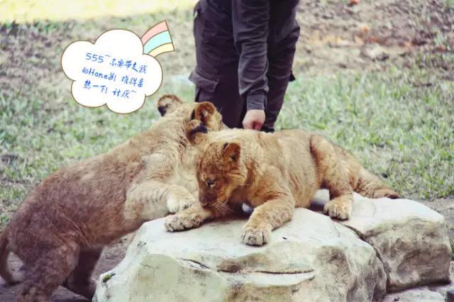 长隆适合小朋友玩的地方,长隆有哪些小朋友可以玩的项目