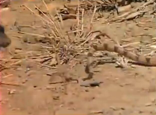 蜜獾被三只花豹围攻,蜜獾啃食剧毒毒蛇