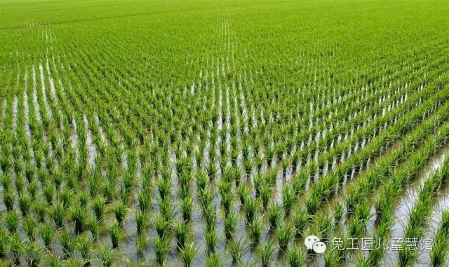 小心,别让孩子走上“伪汉字文化”的岔路