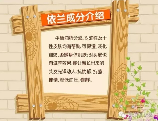 依兰精油特点,依兰和依兰精油有什么区别