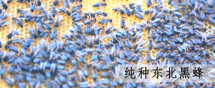 尼勒克黑蜂自然保护区,东北黑蜂自然保护区