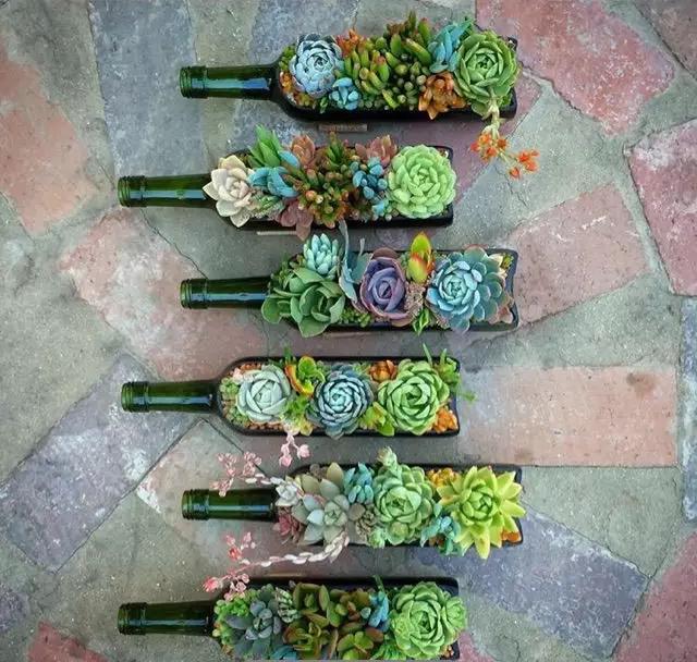 外国大神多肉,ins多肉