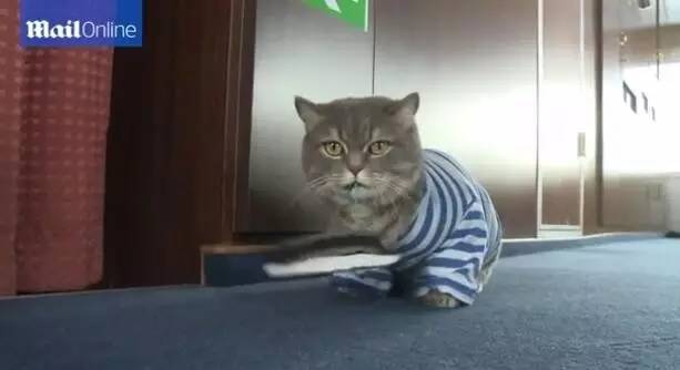 俄罗斯客轮的船长是只喵，它出海难道是为了捕鱼？