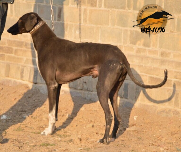 哮天犬是山东细犬吗,哮天犬原型白色细犬