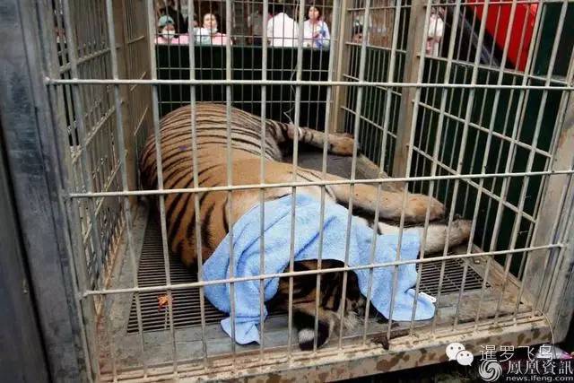 147大老虎全被抓走了?泰国虎庙或将无虎!