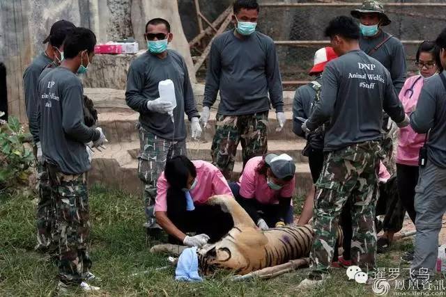 147大老虎全被抓走了?泰国虎庙或将无虎!