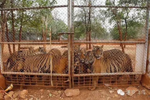 147大老虎全被抓走了?泰国虎庙或将无虎!