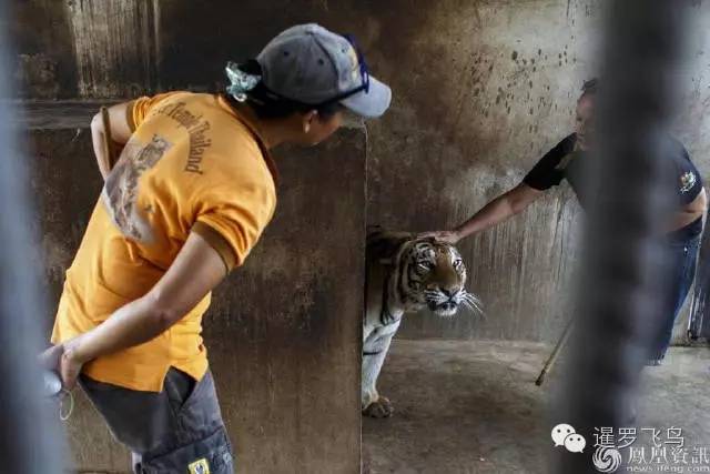 147大老虎全被抓走了?泰国虎庙或将无虎!