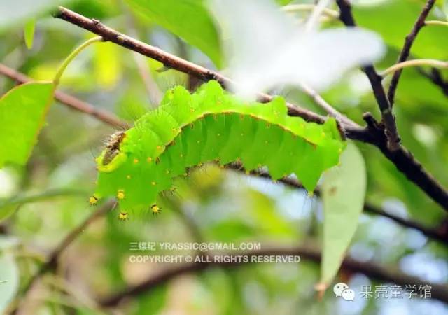 带小孩出去玩要小心一些什么虫,虫子带孩子去哪里玩比较好