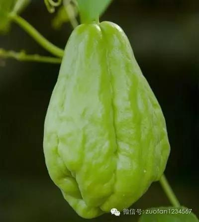 餐桌上的“福寿瓜”,别看长得奇怪,却能影响你的智力!