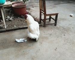 中华h230ev,中华h230ev质量咋样