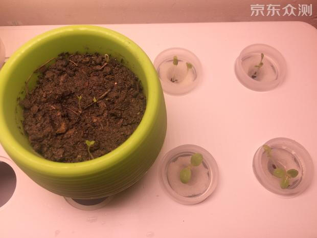 绿色环保农家小菜园,绿色无公害的自家小菜园