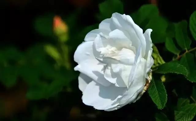 正是玫瑰盛开时,南京的玫瑰园盛开的季节是何时