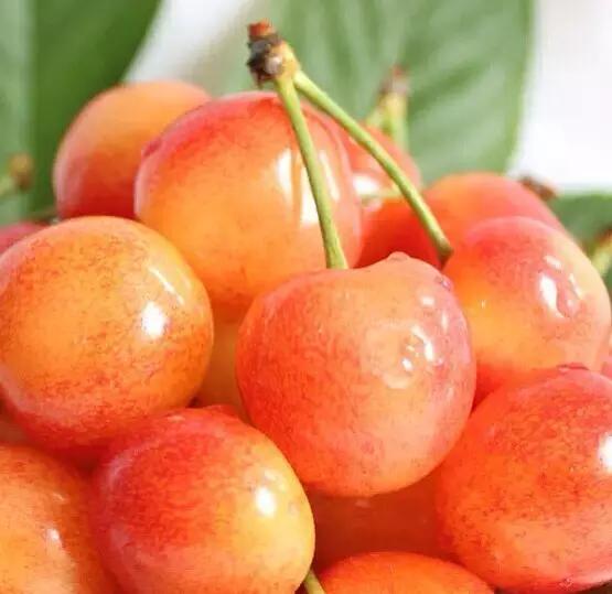 如何挑选樱桃最好,最标准的樱桃口感是什么
