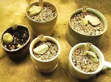 苔痕上阶绿草色入帘青妙在哪里,苔痕上阶绿草色入帘青全文