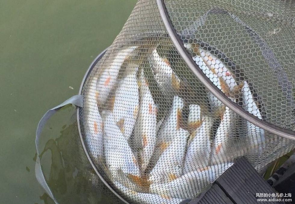 游钓太平湖视频,游钓太平湖