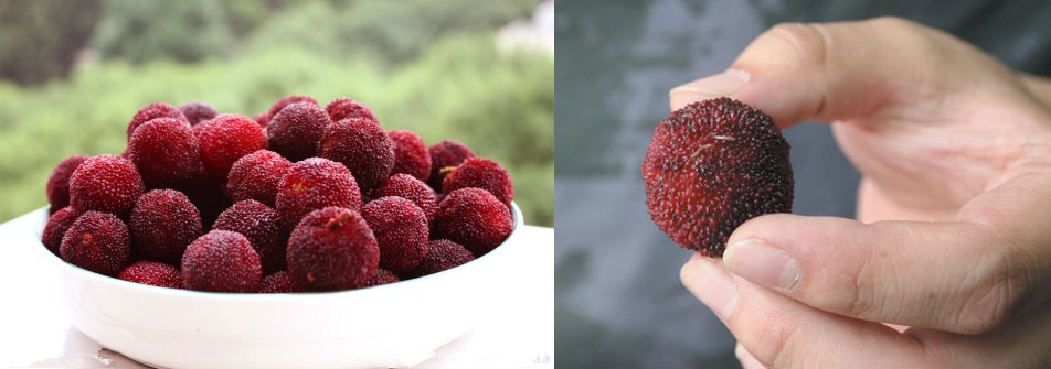 担心杨梅生虫不敢吃用什么方法,杨梅长虫子可以吃吗