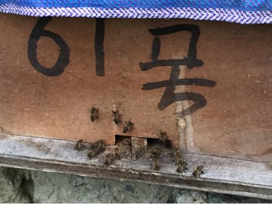 高山老巢土蜂蜜,真正的高山土蜂蜜