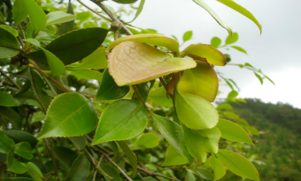 油茶树上长的茶耳可以吃的,油茶树上的茶泡