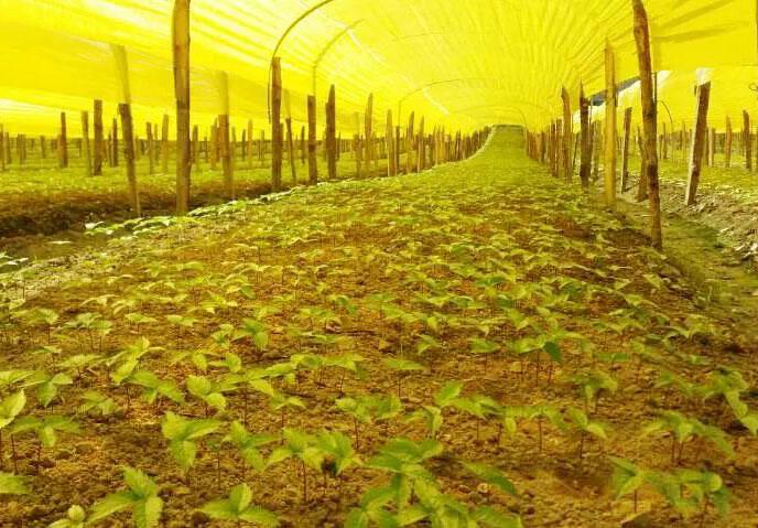 人参高效栽培新技术,大田人参种植技术全过程