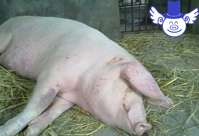 母猪打b超如何看出有仔没仔,母猪怀孕多久b超能查到