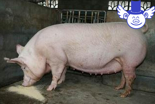 母猪打b超如何看出有仔没仔,母猪怀孕多久b超能查到