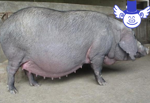 母猪打b超如何看出有仔没仔,母猪怀孕多久b超能查到