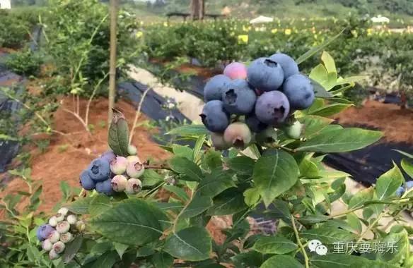 重庆国庆小长假怎么耍农家乐推荐,重庆农家乐和休闲农庄一日游